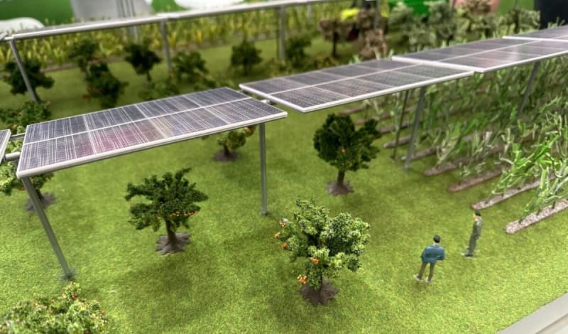 Solar panels installed above green crop fields with plants growing underneath in partial shade