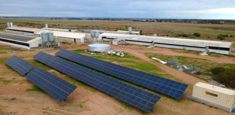 Pig Farm Goes 100% Solar, Ditches Grid Near Adelaide