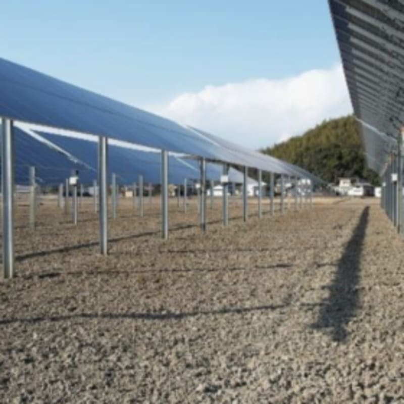 Japan Launches Solar Farm That Grows Rice and Clean Energy - Image 2