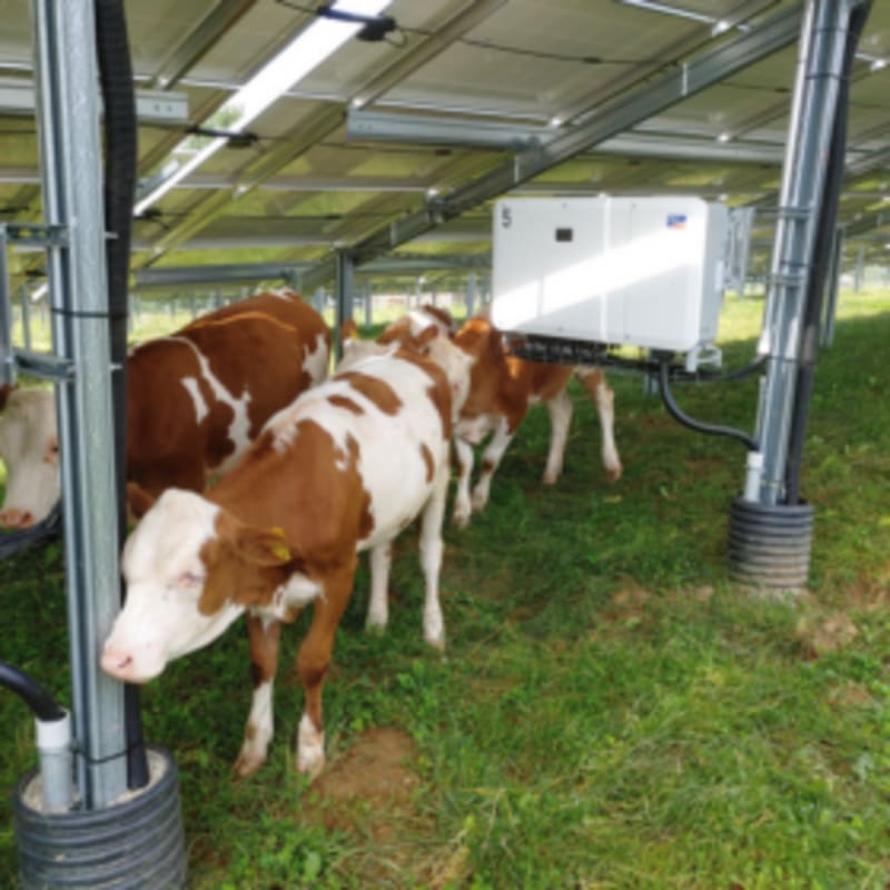 Solar Farms Protect Grazing Livestock from Lightning Strikes - Image 2