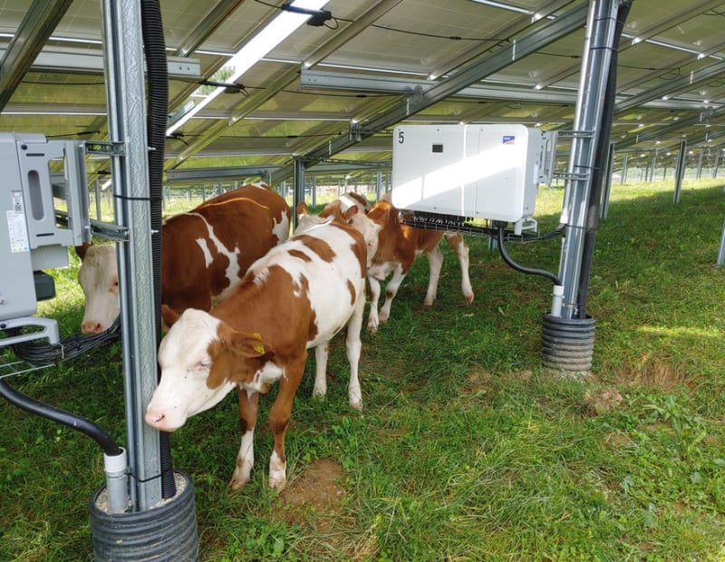 Solar Farms Protect Grazing Livestock from Lightning Strikes