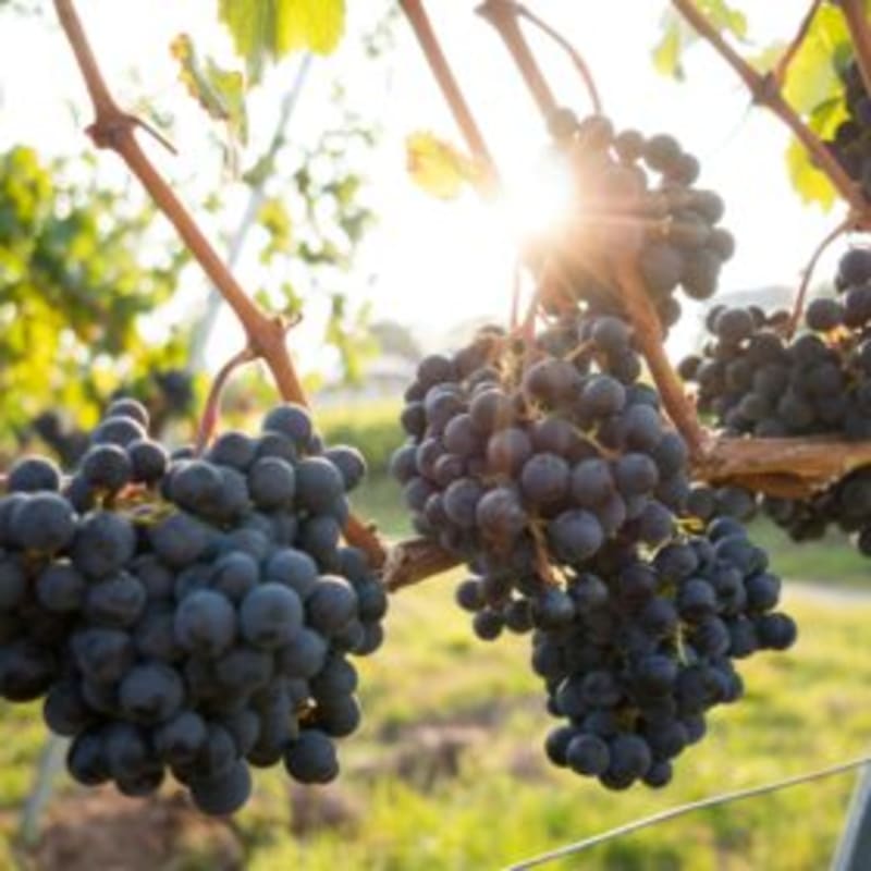 Wine Tourists Say Yes to Solar Panels in Spanish Vineyards - Image 2