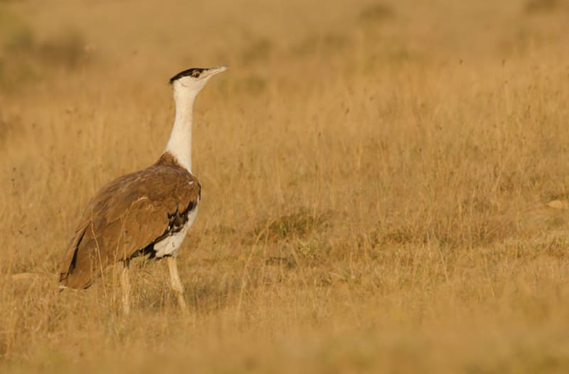 India Grants Relief to 8.6 GW of Green Energy Projects