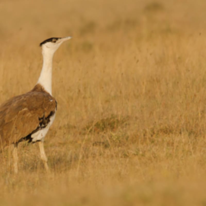 India Grants Relief to 8.6 GW of Green Energy Projects - Image 2