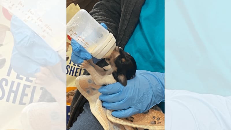 NC Rescue Gives 10 Rural Shelters Puppy Incubators