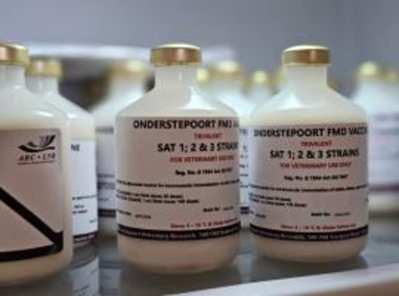 South Africa Produces First FMD Vaccine in 20 Years