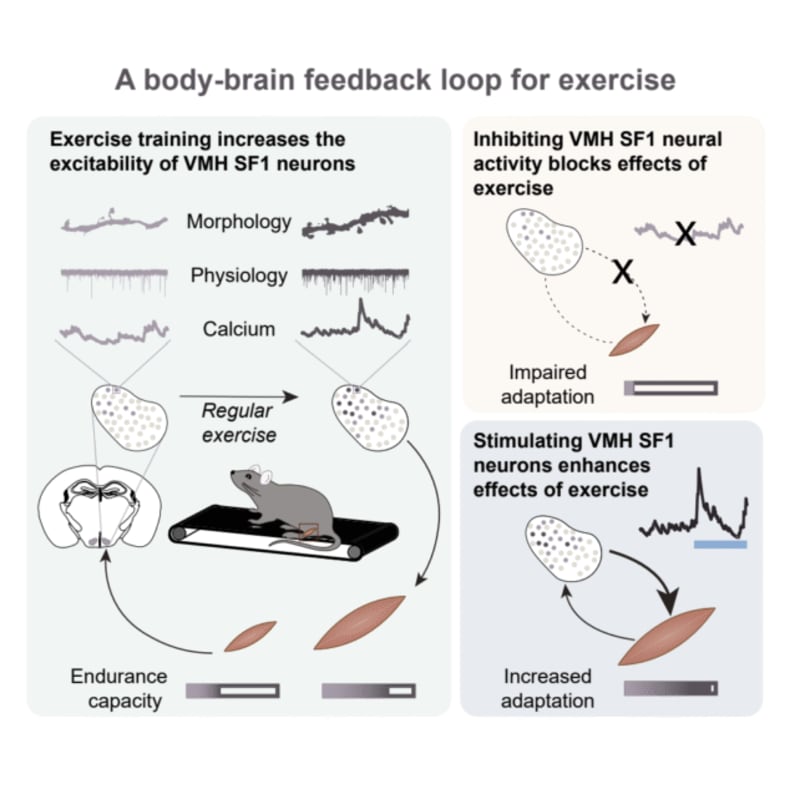 Brain Circuit Boosts Endurance, Scientists Find in Mice - Image 3