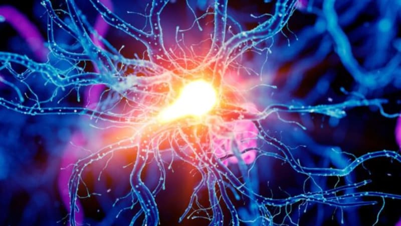 Brain Circuit Boosts Endurance, Scientists Find in Mice - Image 2