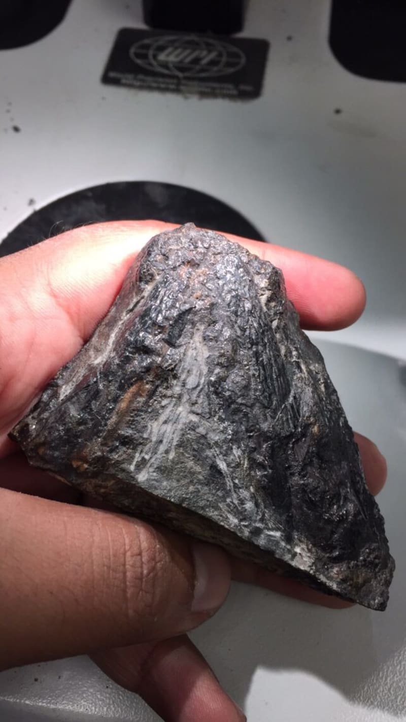 307-Million-Year-Old Fossil Ate Plants Before It Was Cool - Image 3