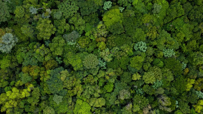 Amazon's Northern Andes Could Shelter 20,000 Tree Species