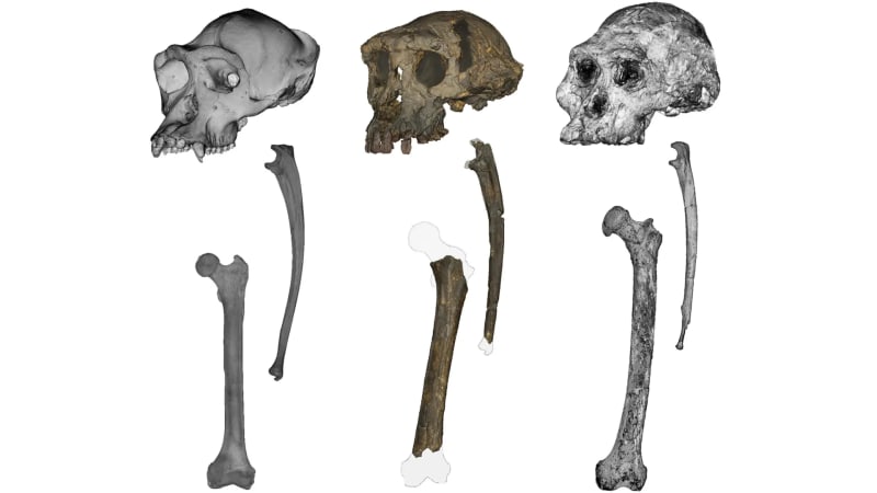 Seven-Million-Year-Old Fossil Reveals Shocking Truth About Human Walking