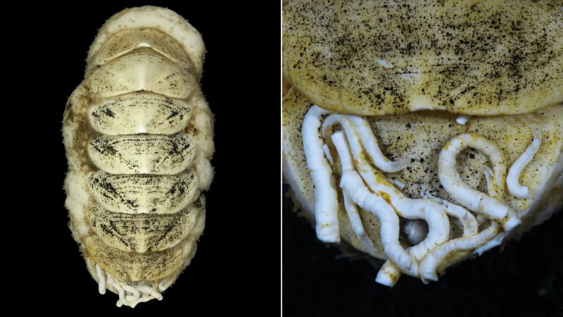 Eight-plated armored chiton Ferreiraella populi with small worms living near its tail valve
