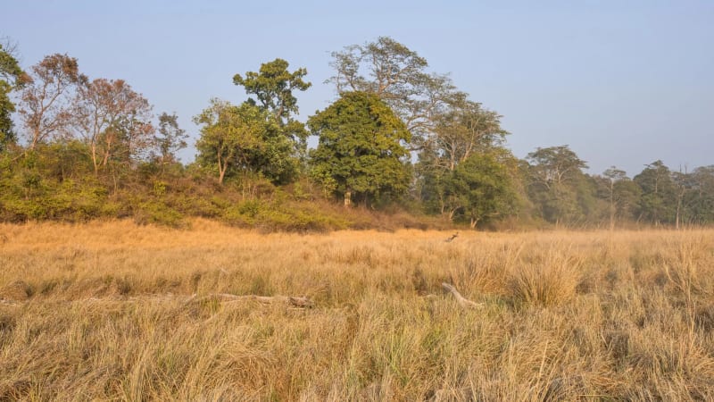750-Year-Old Poems Prove India's Grasslands Are Ancient