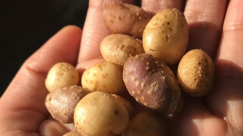 Ancient Potato Linked 10,000+ Cultures Across Southwest