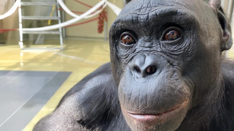 Kanzi the bonobo sitting at table during tea party imagination experiment