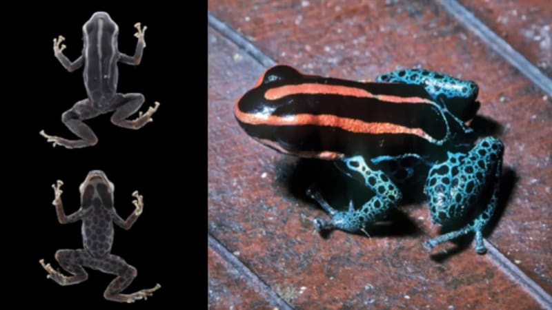 Side-by-side comparison showing preserved brown frog specimen and photograph of vibrant colorful poison frog from Peru