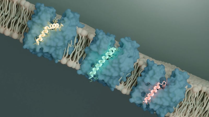 Scientists Find Bacterial Kill Switch to Fight Superbugs