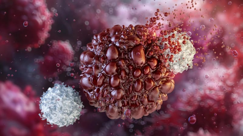 Microscopic view of natural killer immune cells attacking cancer cells in laboratory setting