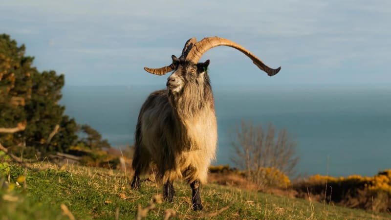 Ireland's 3,000-Year-Old Goat Breed Still Roams Wild Today