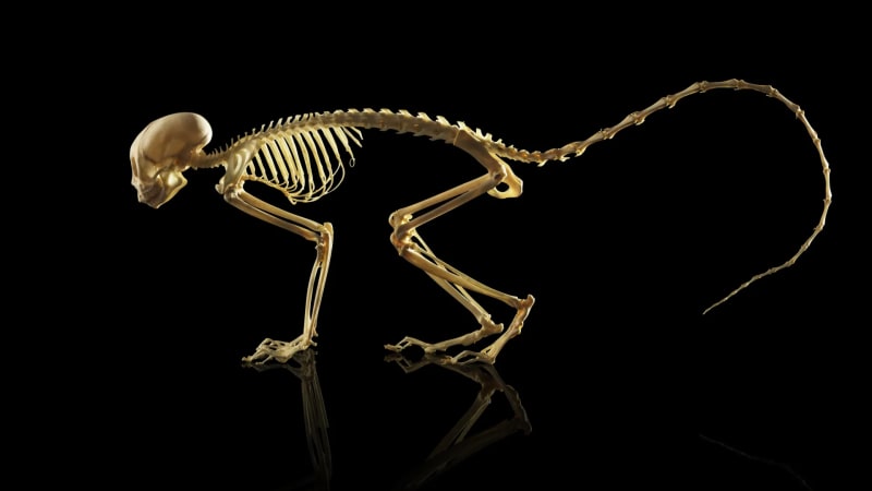 Scientists Find Key to How Backbones First Evolved