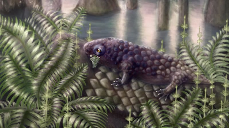 Artistic reconstruction of Tyrannoroter heberti, a stocky ancient animal eating ferns 307 million years ago
