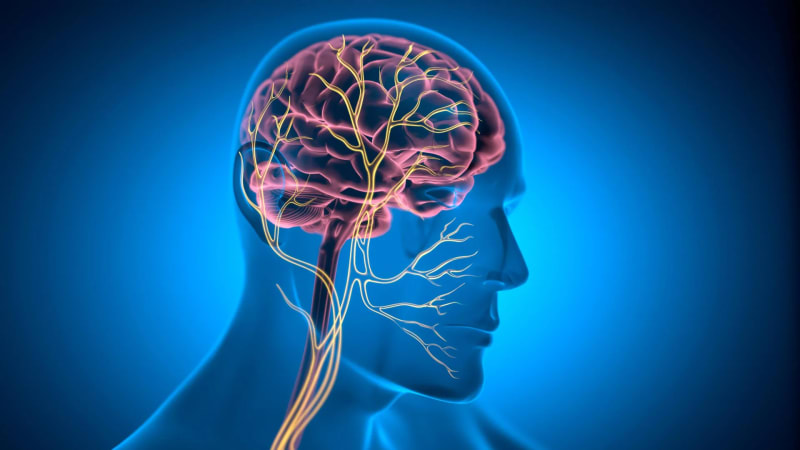 Tiny Nerve Could Be the Secret to Keeping Hearts Young and Healthy