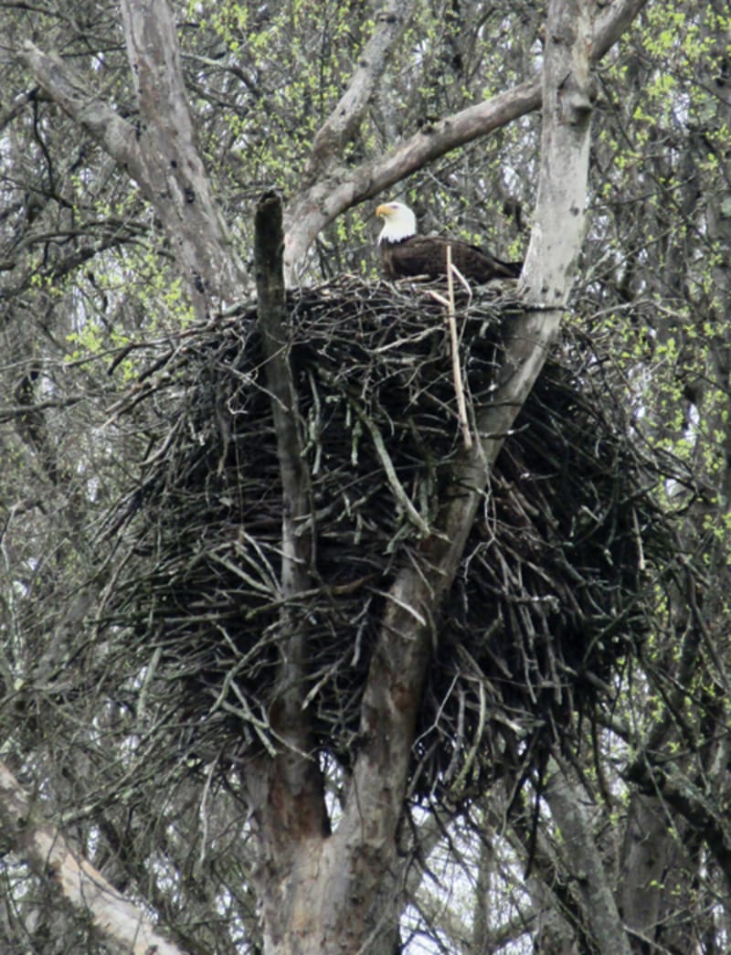 Bald Eagles Thrive in Ohio's Cuyahoga Valley National Park - Image 2