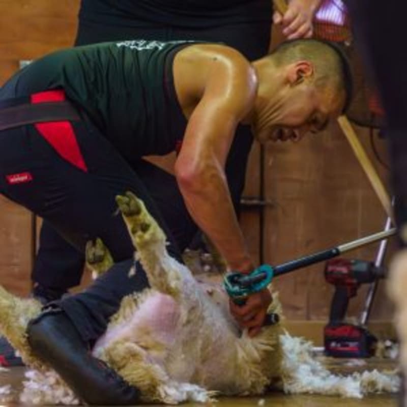 NZ Shearers Break World Record by Nearly 100 Lambs - Image 3