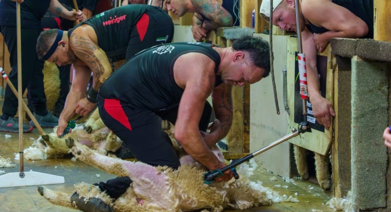 Three New Zealand shearers celebrating after breaking world lamb shearing record together