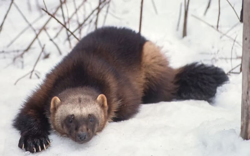 Colorado Brings Wolverines Back After 100-Year Absence