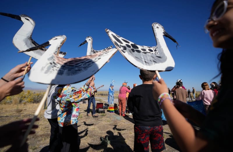 Tiny Shorebird Gets Federal Review to Save Great Salt Lake