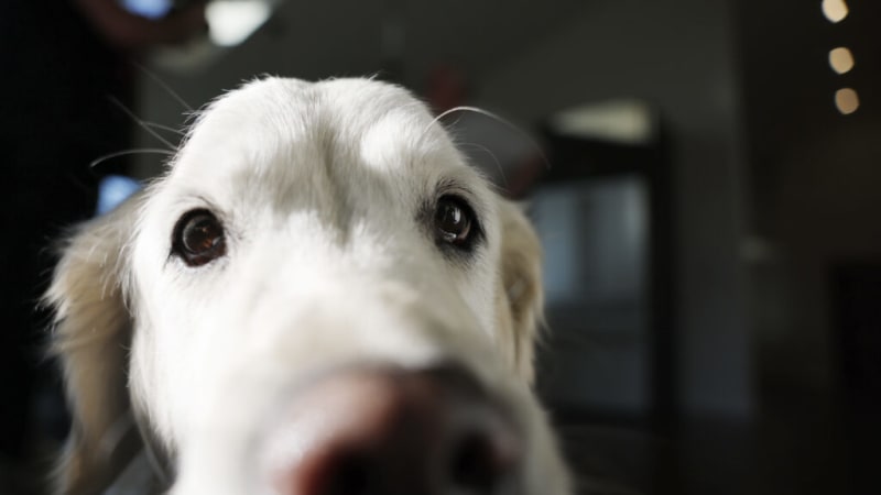 Therapy Dogs Cut Dental Anxiety by 40% Nationwide