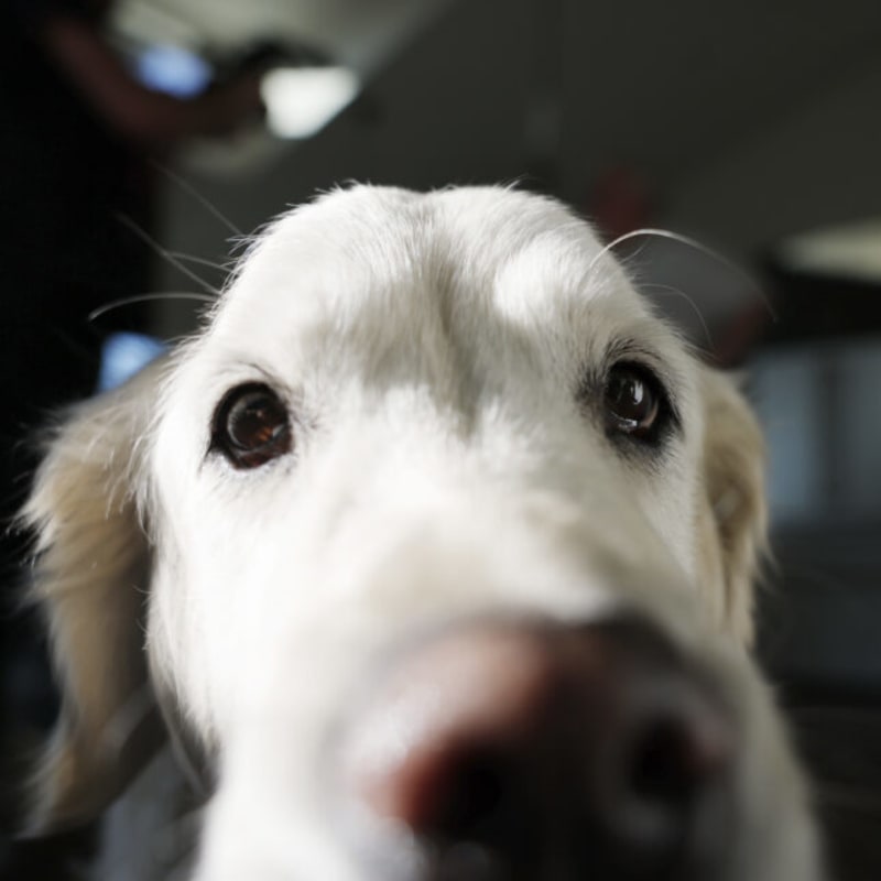 Therapy Dogs Cut Dental Anxiety by 40% Nationwide - Image 2