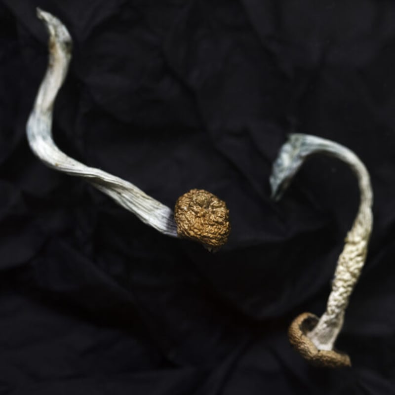 Psilocybin Drug Shows Promise for Severe Depression - Image 2