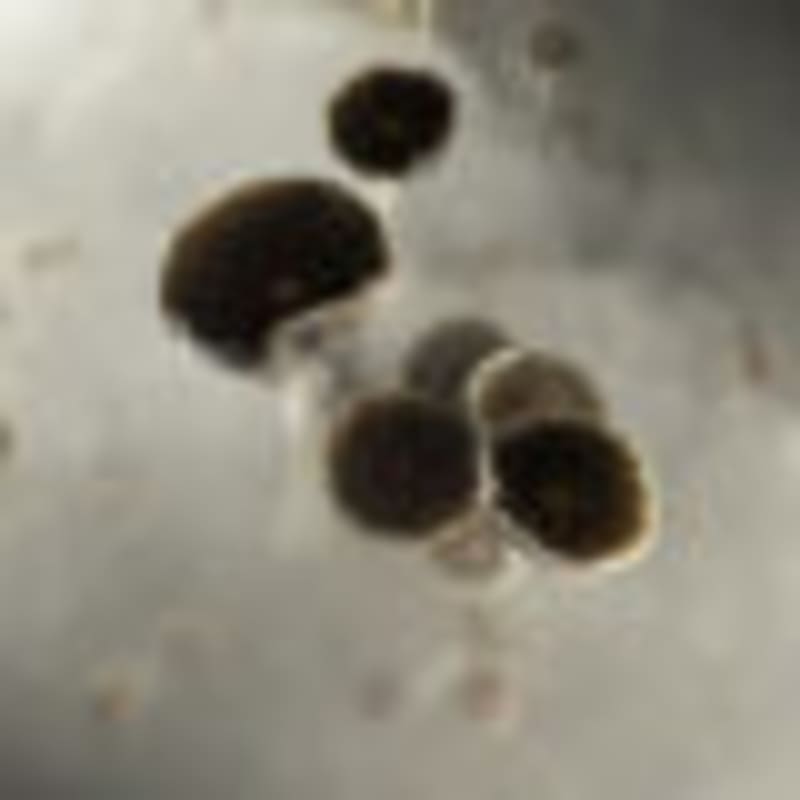 New Law Opens Door to Direct Drug Sales for Employers - Image 3