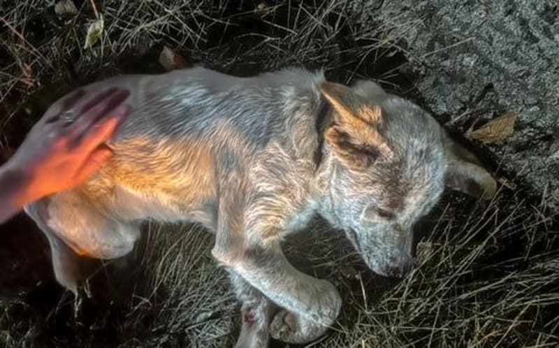 Army Captain Angelique Matusz holds Luna, the injured puppy she rescued from traffic in South Korea
