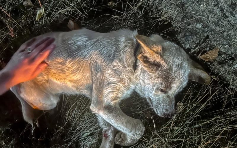 Army Nurse Saves Puppy Crawling Through South Korea Traffic - Image 2