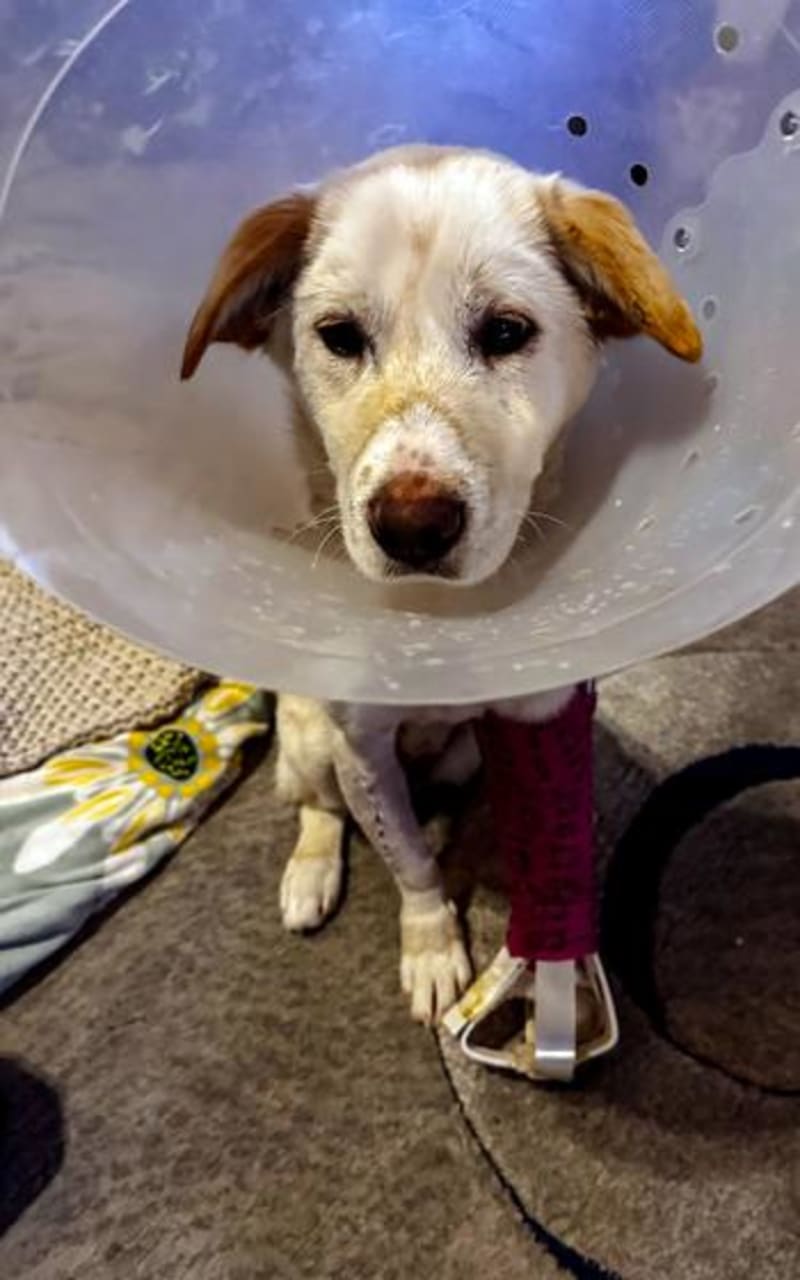Army Nurse Saves Puppy Crawling Through South Korea Traffic - Image 5