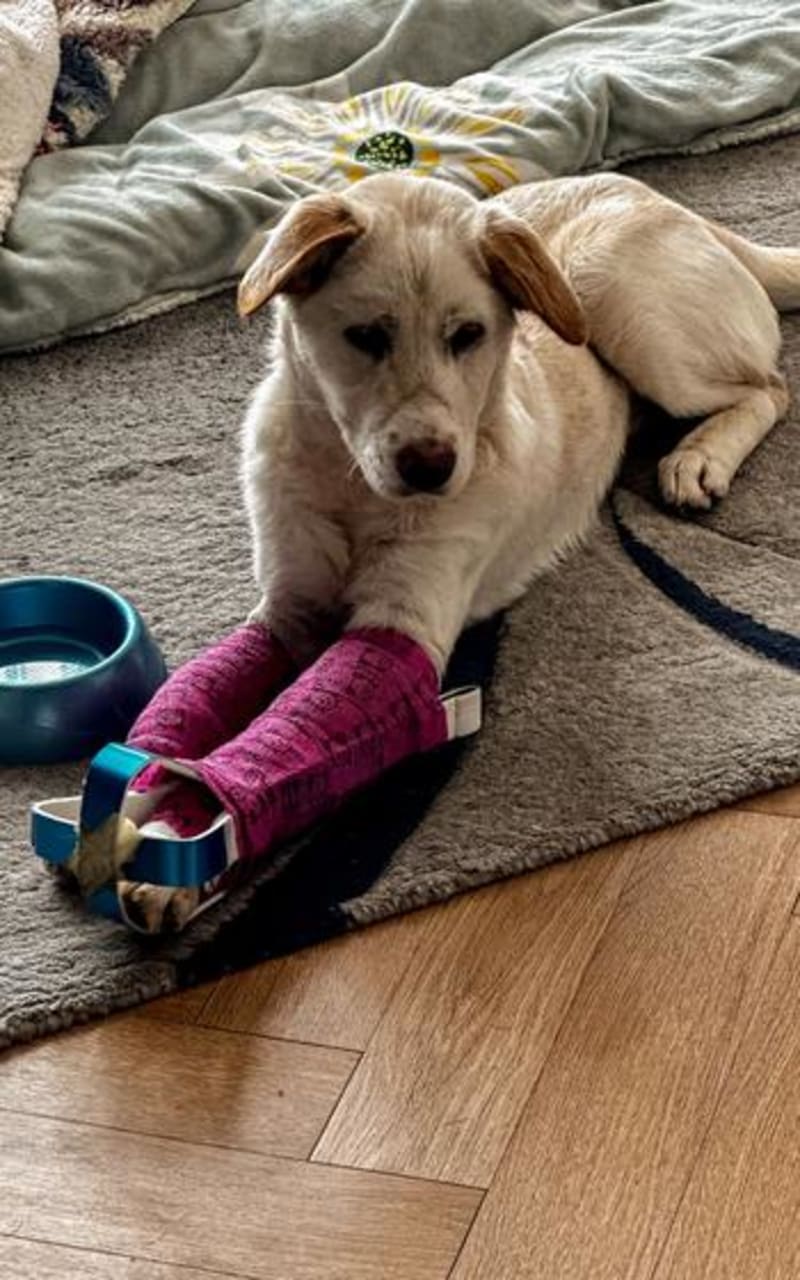 Army Nurse Saves Puppy Crawling Through South Korea Traffic - Image 4