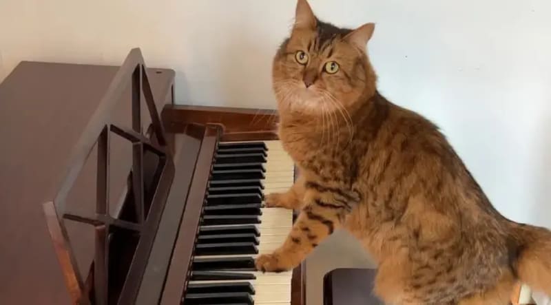 Chicago Crossing Guard Carries Kids Over Flooded Street - Image 5