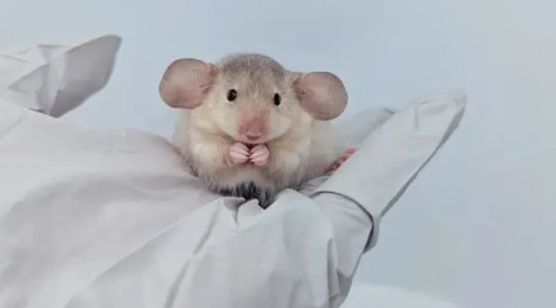 7-Year-Old Saves Dad After Fall in Lynwood Home - Image 3