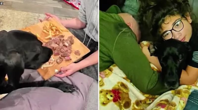 Two elderly dogs, Raven and Bruno, sitting together before their final meal