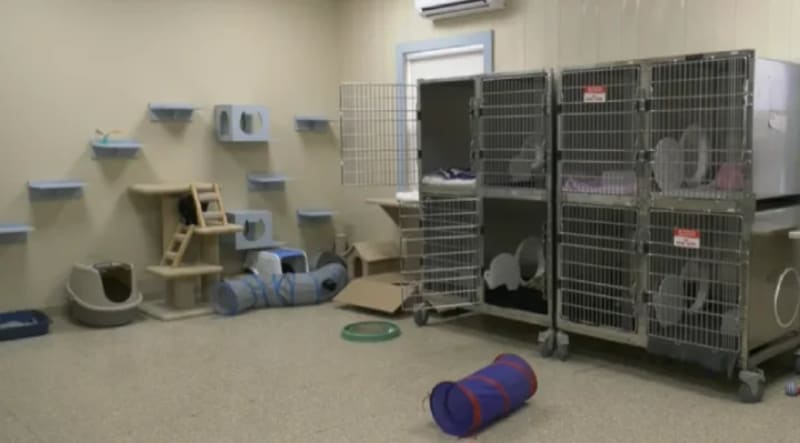 Nova Scotia Shelter Empty: Pets Adopted Same-Day