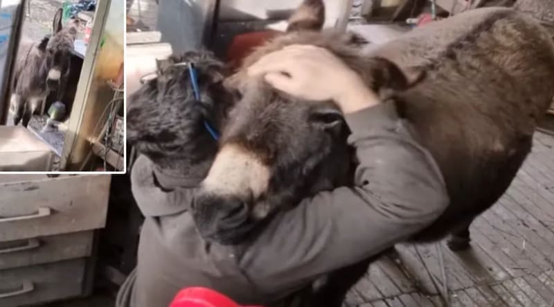 K-9 Margo Finds Missing Autistic Teen in Maryland Snowstorm - Image 5