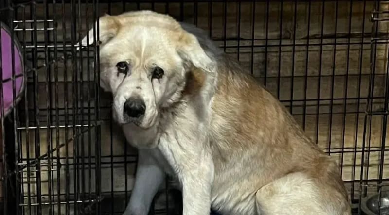 Louisville Dog Leads Police to Missing 3-Year-Old Boy - Image 4