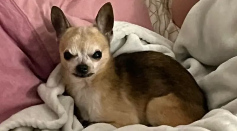 Louisville Dog Leads Police to Missing 3-Year-Old Boy - Image 5