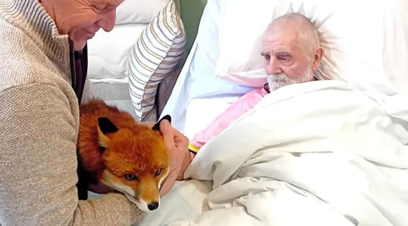 Care Home Brings Fox to 85-Year-Old's Final Wish in Bradford