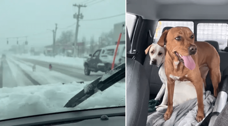 Snow Plow Driver Saves Two Dogs in Long Island Blizzard