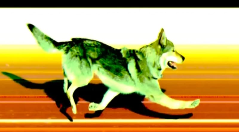 Moving Crew Blocks In Suspect, Saves Missing Phoenix Girl - Image 2