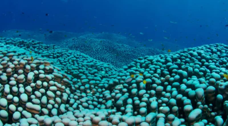 Massive rippling coral colony stretching across ocean floor on Great Barrier Reef Australia